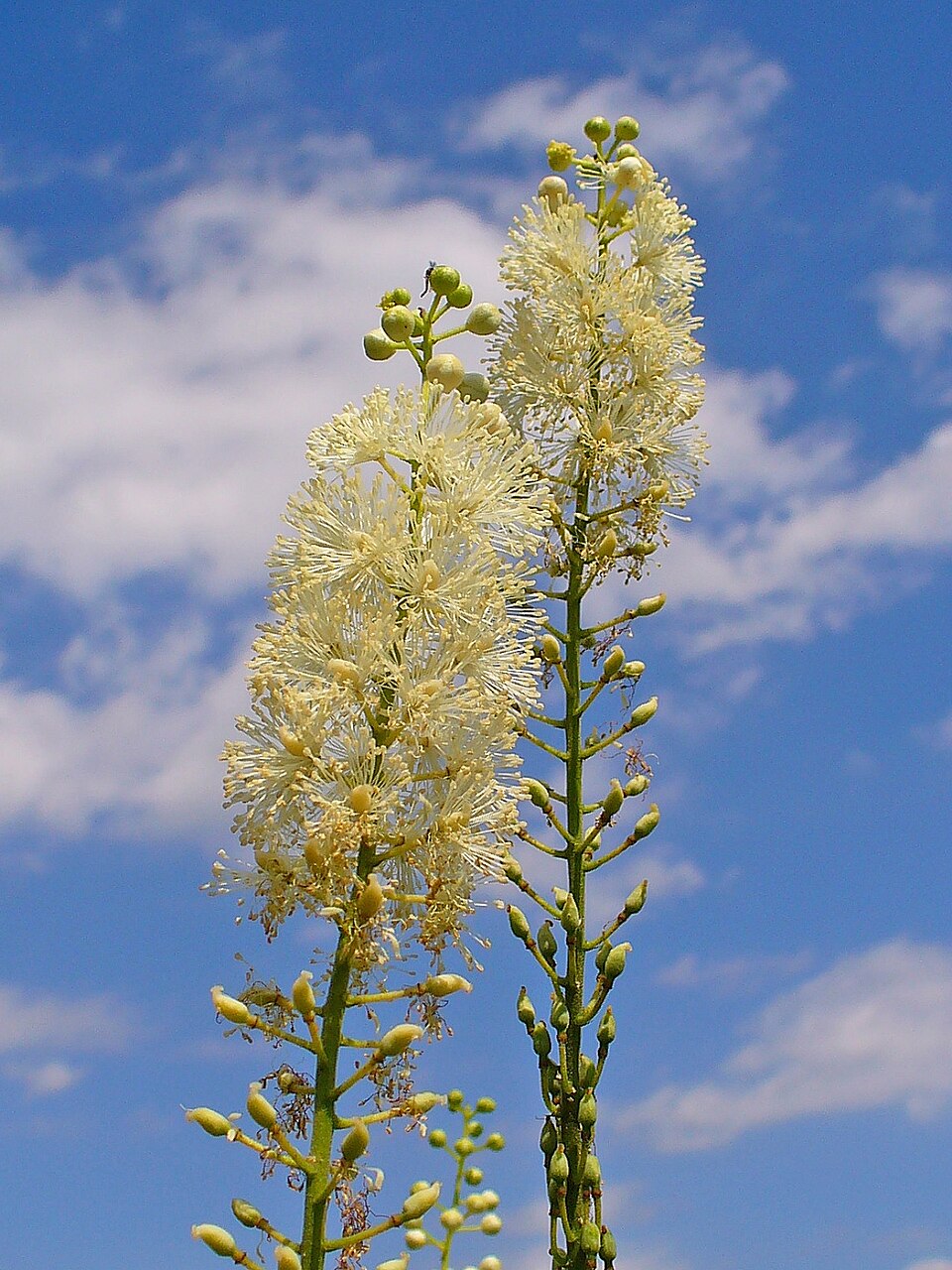 Black Cohosh