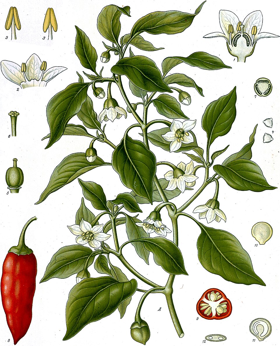 Cayenne