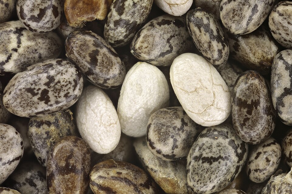 Chia Seeds