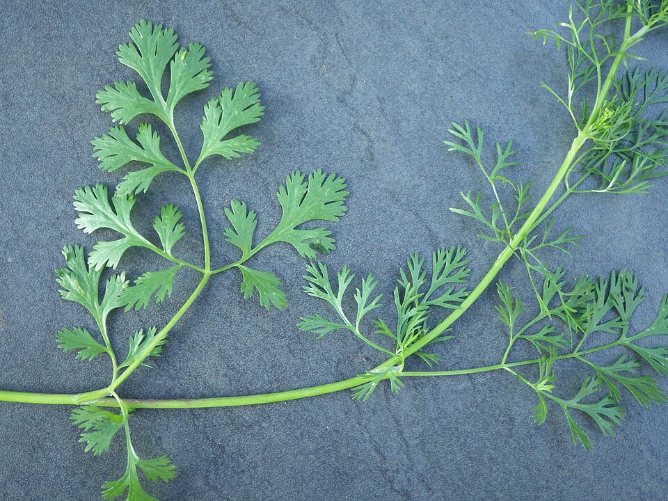 Coriander / Cilantro