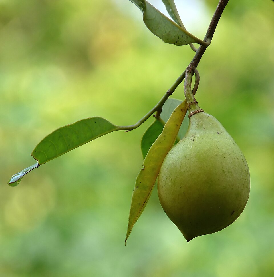 Nutmeg