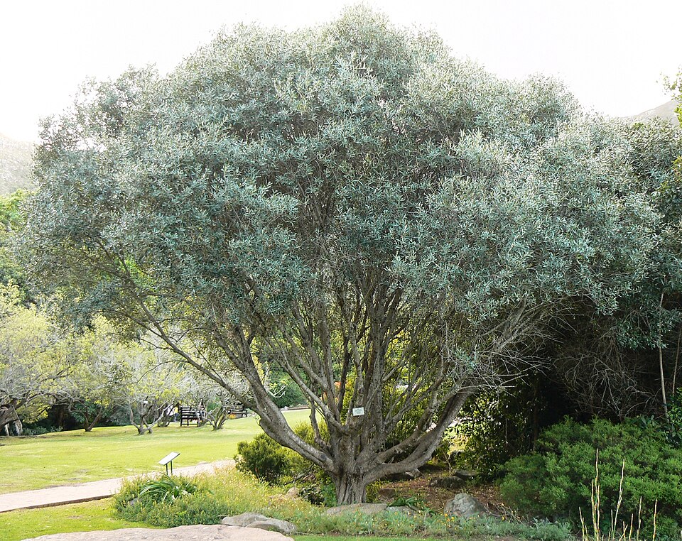 Olive Leaf