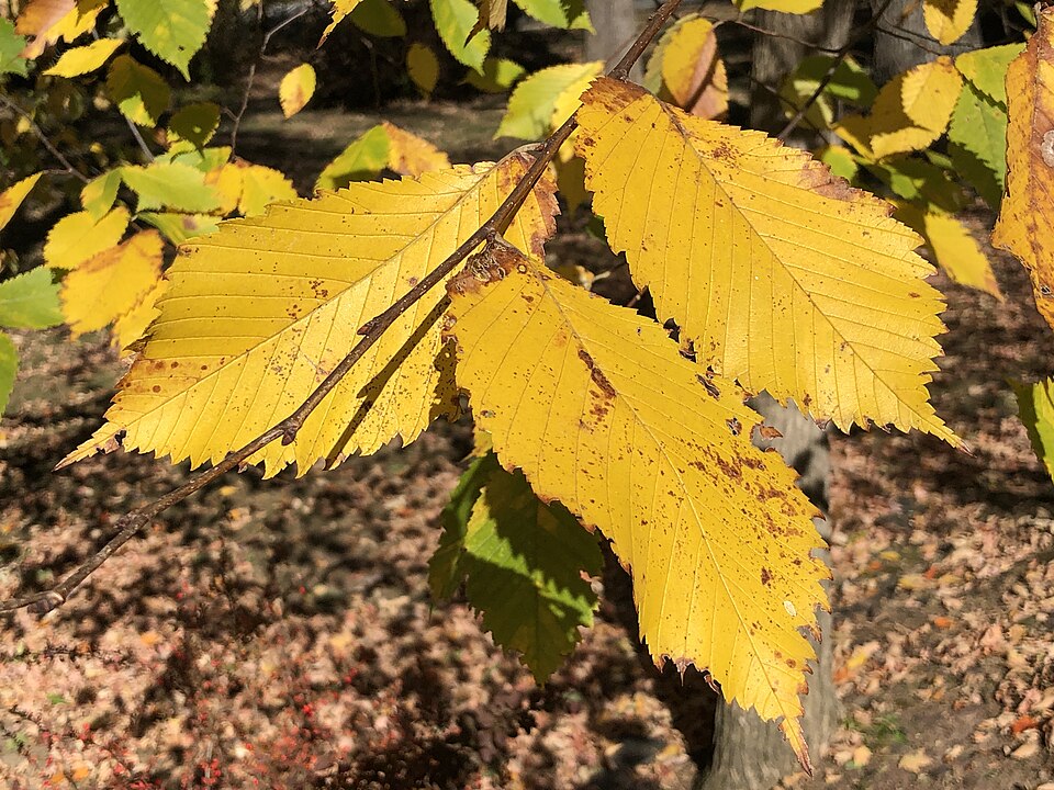 Slippery Elm