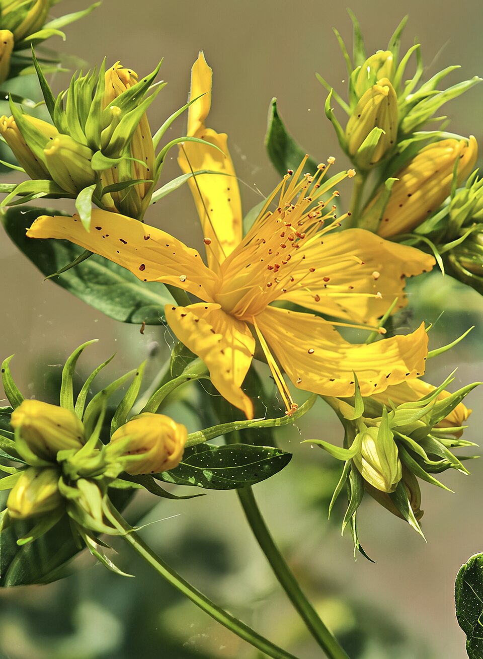 St John's Wort