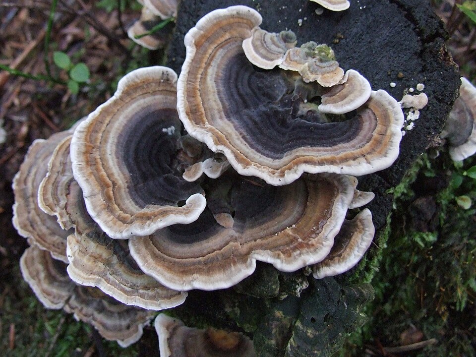 Turkey Tail